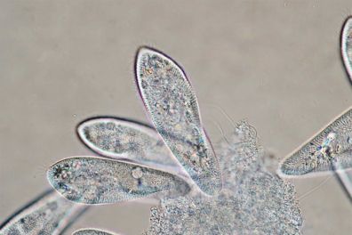 Observation de Paramécies (2) - 1mn 40s